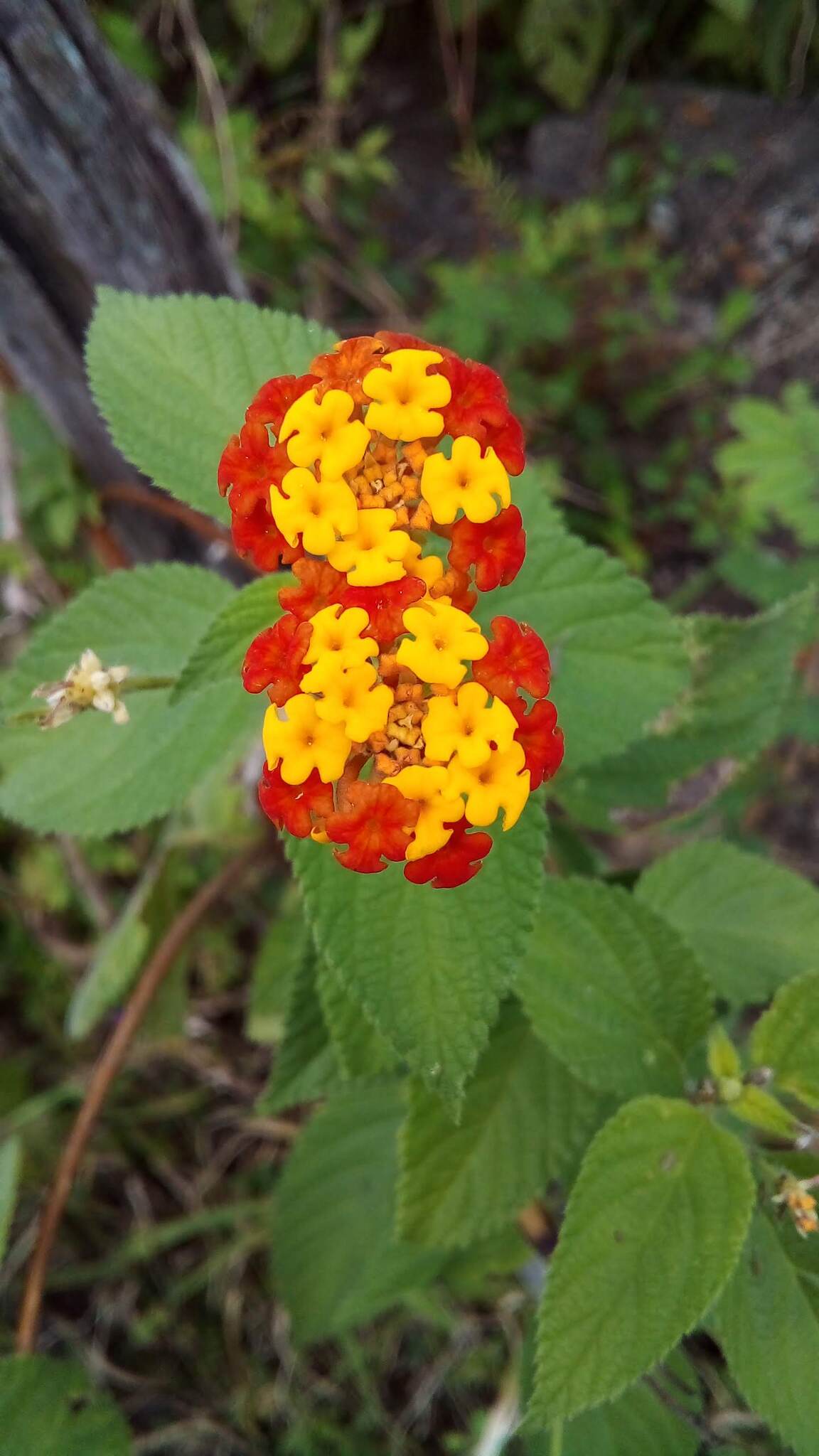 Lantana camara