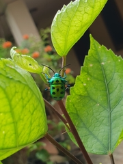 Chrysocoris purpureus