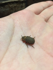 Trogidae