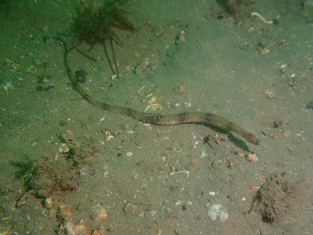 Saw pipefish (Trachyrhamphus serratus) — Syngnathidae