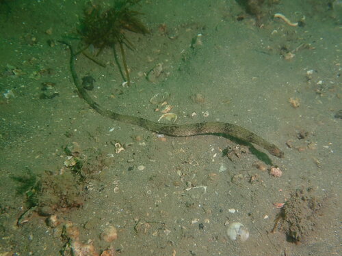 Gezaagde zeenaald (Trachyrhamphus serratus) — Syngnathidae