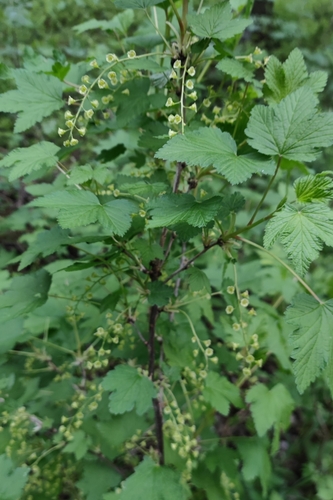 Currant (Ribes spicatum)
