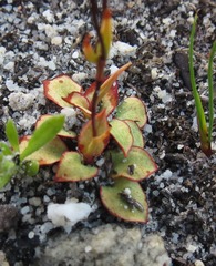 Disa obliqua