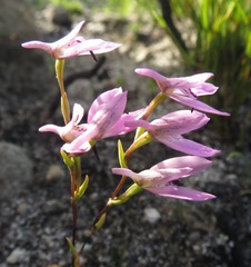 Disa obliqua