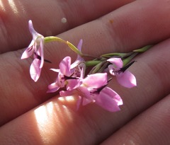 Disa obliqua