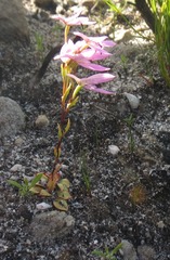 Disa obliqua