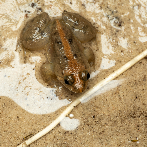 Occidozyga sumatrana