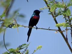 Cinnyris erythrocercus