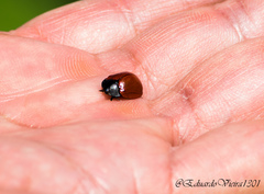 Chelymorpha cribraria