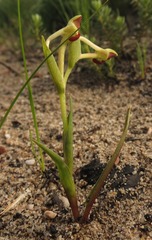 Disa rufescens