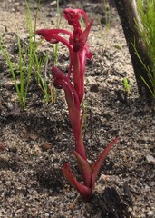 Disa atrorubens