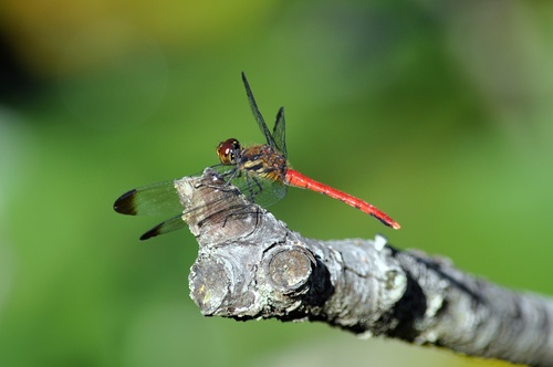 Sympetrum risi