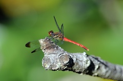 Sympetrum risi