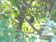 Cistothorus stellaris