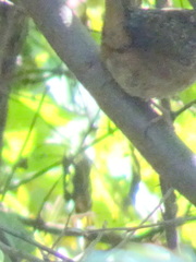 Cistothorus stellaris