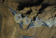 Phyllostomus elongatus