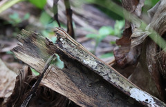 Takydromus kuehnei