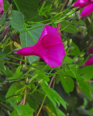Ipomoea orizabensis