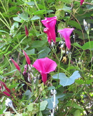 Ipomoea orizabensis