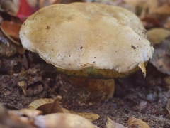 Caloboletus marshii
