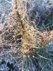 Cuscuta harperi