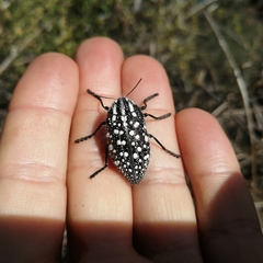 Julodis humeralis