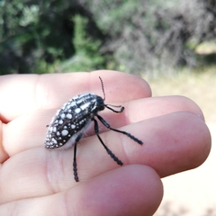 Julodis humeralis