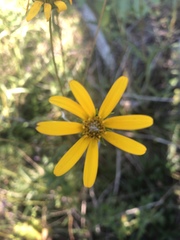 Helianthus longifolius