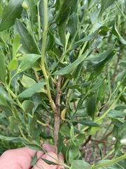 Baccharis halimifolia image