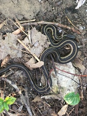 Thamnophis sirtalis semifasciatus