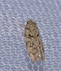 Philobota mucida