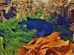 Parma alboscapularis