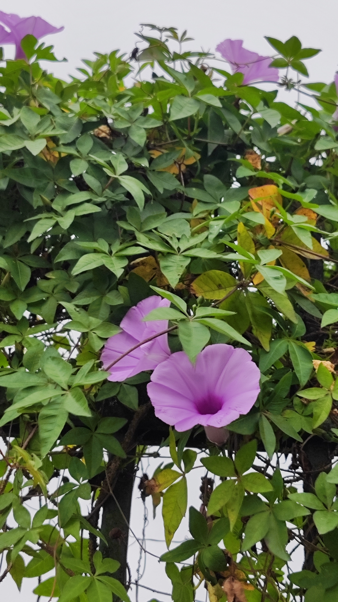 Ipomoea cairica