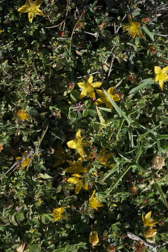 Hypericum kelleri (Hypericum kelleri)