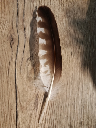 Plume de Balbuzard pêcheur