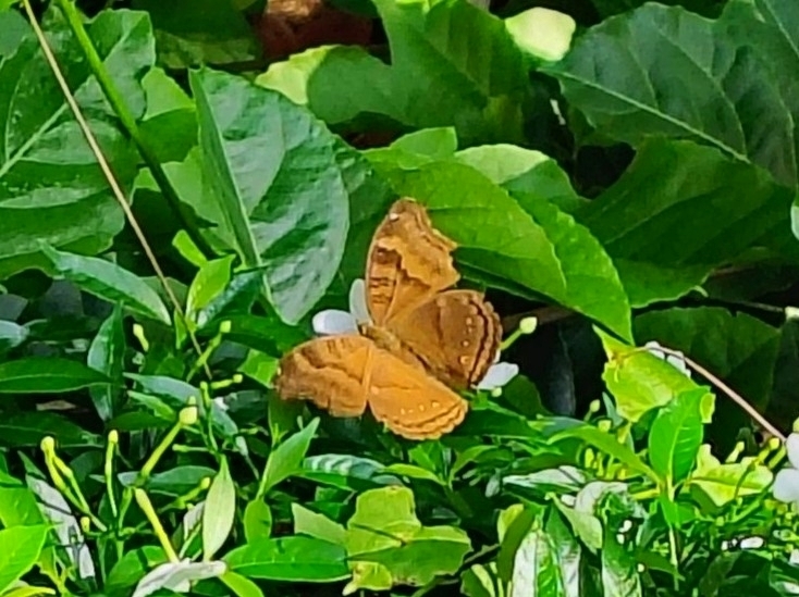 Chocolate Pansy