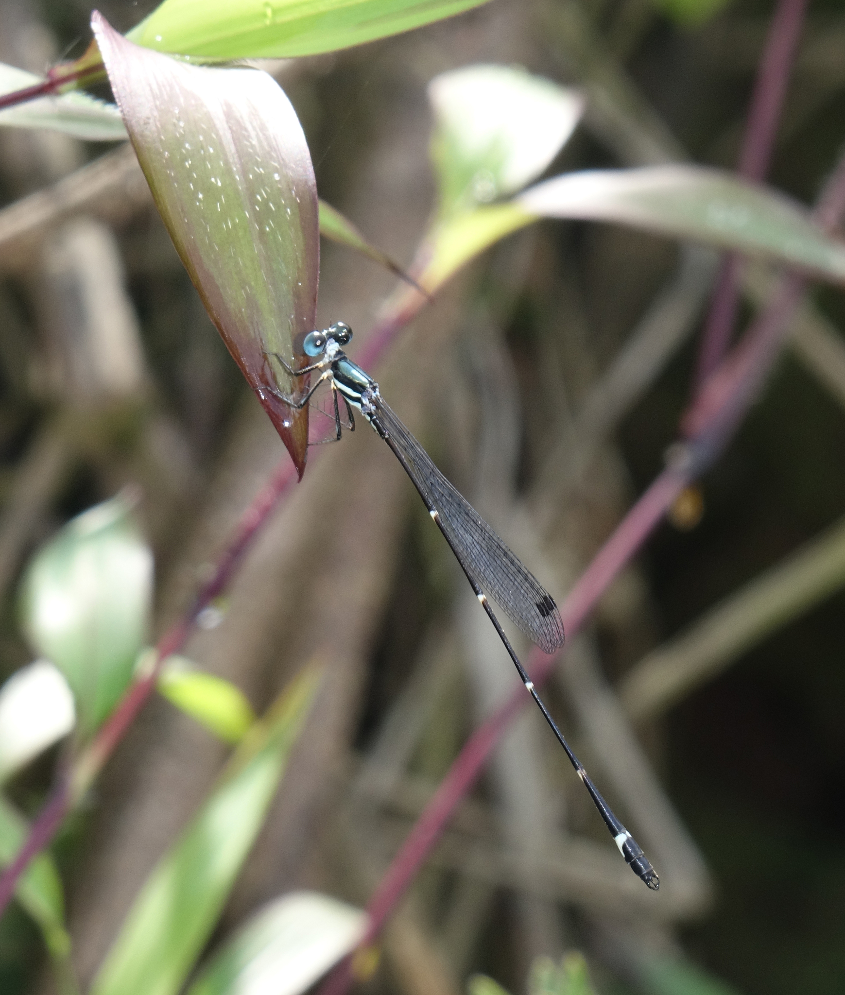 Red-Spot Shadowdamsel