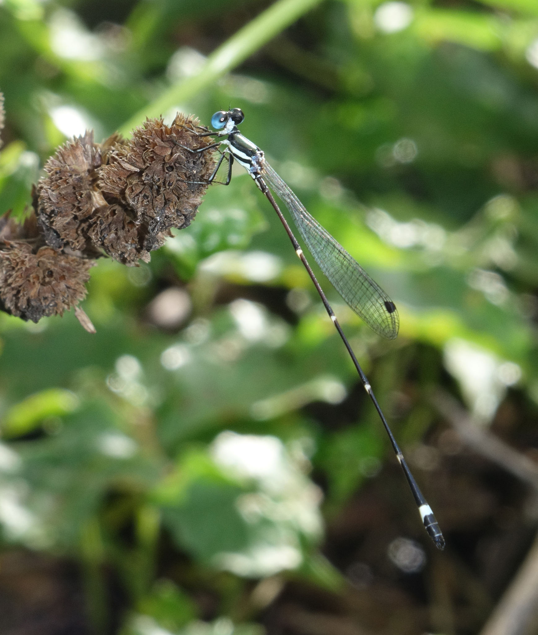 Pied Shadowdamsel