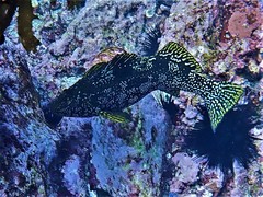 Aplodactylus arctidens