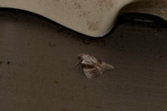 Acatapaustus metallopa