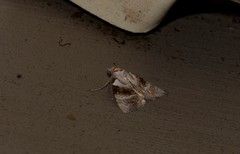 Acatapaustus metallopa