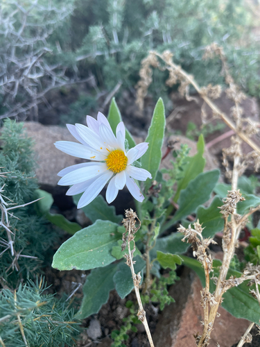 Karoo African Daisy (Arctotis leiocarpa)