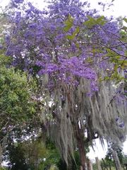 Jacaranda caucana