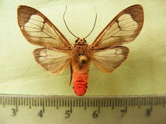 Amerila luteibarba