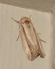 Leucania stenographa