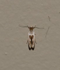 Stathmopoda megathyma