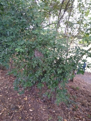 Achatocarpus nigricans