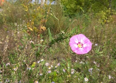 Convolvulus chinensis