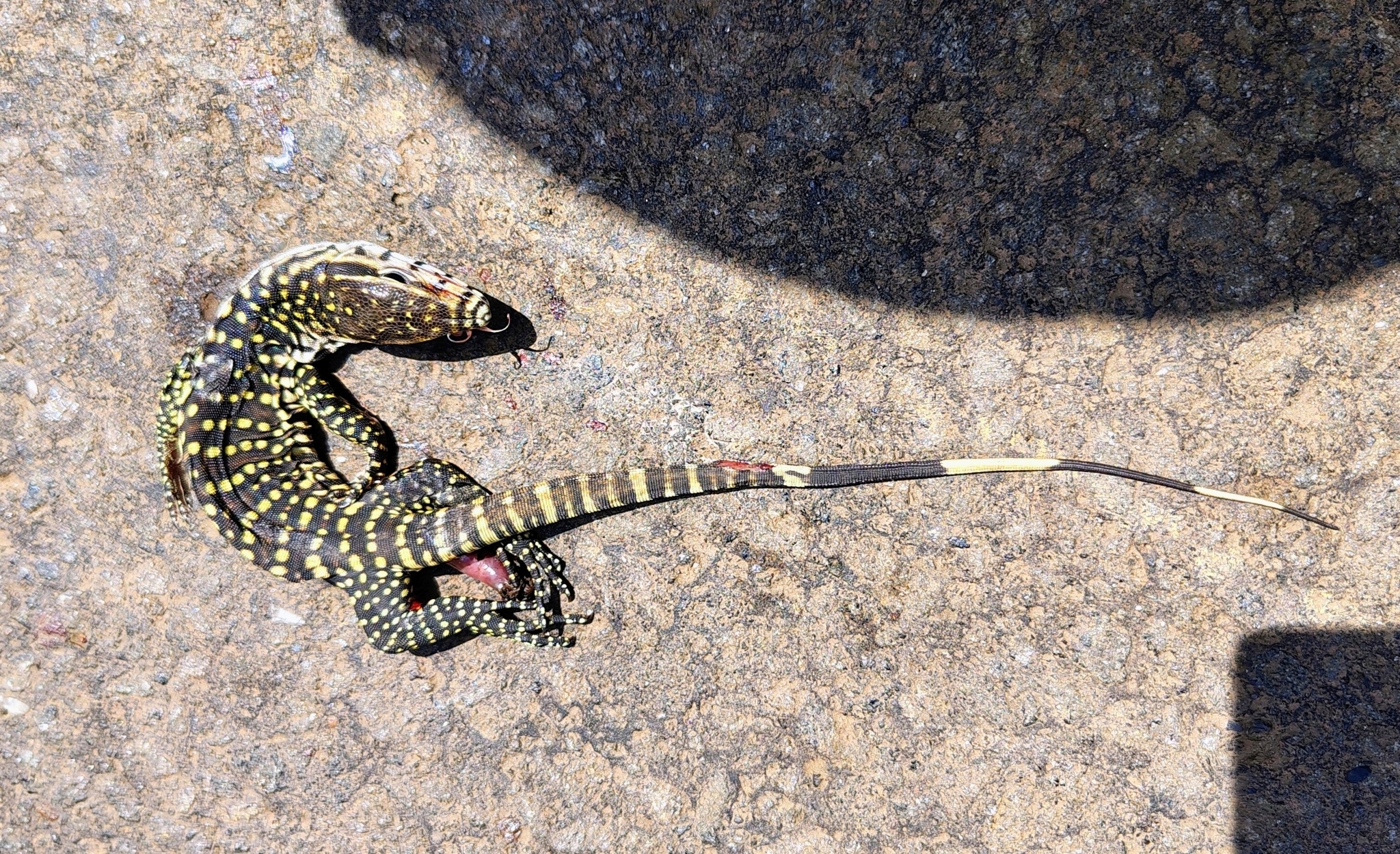 Bengal Monitor Lizard