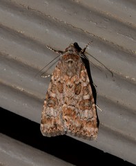 Heliothis punctifera